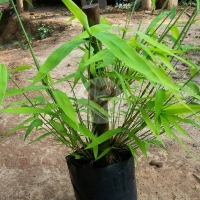 ไผ่ข้าวหลามเปราะ (Soft-Split Bamboo)
