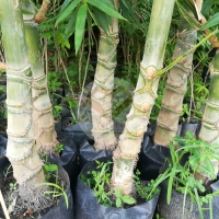 ไผ่แปลก ไผ่แปลกลำบิด (Twisted Bamboo / Spiral Bamboo)