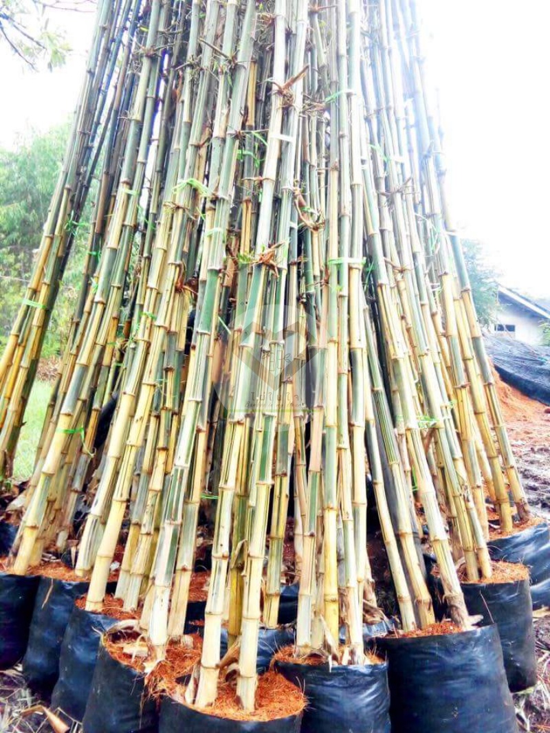 ไผ่เลี้ยงลาย (Striped Bamboo / Variegated Bamboo)