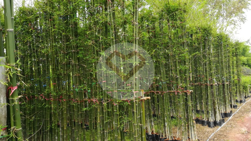 ไผ่เลี้ยง หรือไผ่เลี้ยงลำ (Laiung Decorative Bamboo)