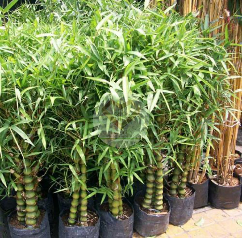 ไผ่น้ำเต้า (Buddha Belly Bamboo / Calabash Bamboo)