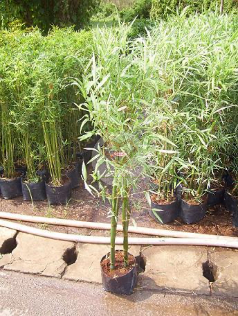 ไผ่เงิน (Silver Bamboo)