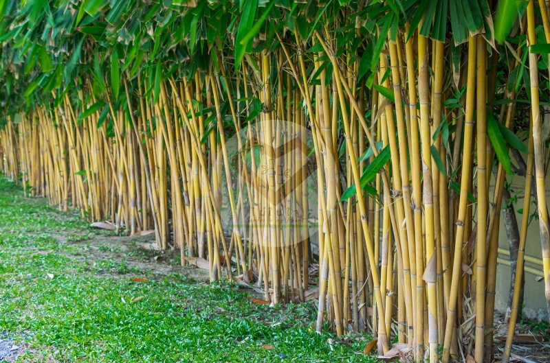 ไผ่สีทอง (Golden Bamboo)