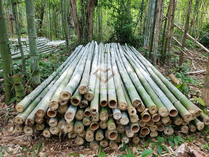ไผ่ซางหม่น (Sang Mon Bamboo)