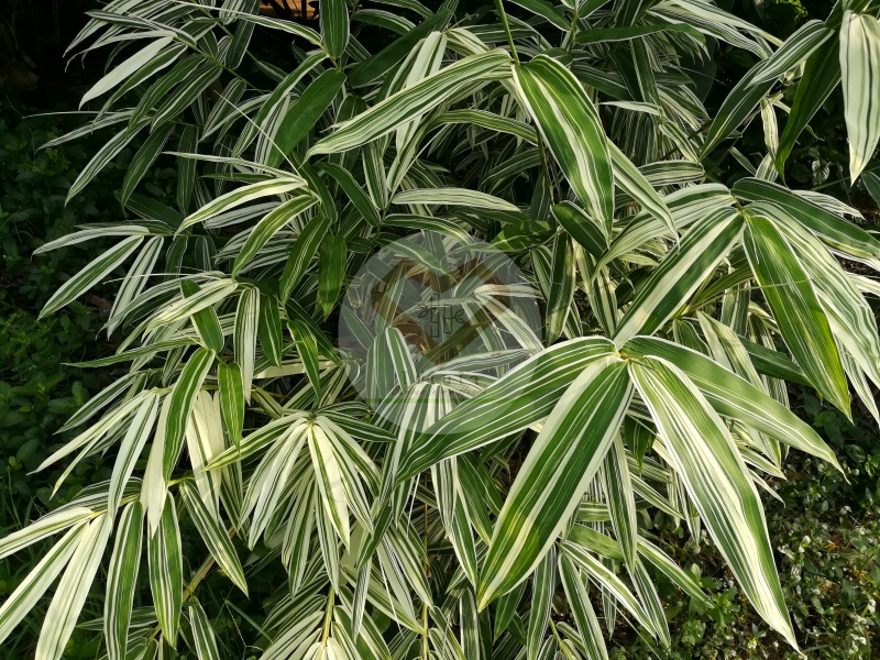 ไผ่ใบด่าง (Variegated Leaf Bamboo)