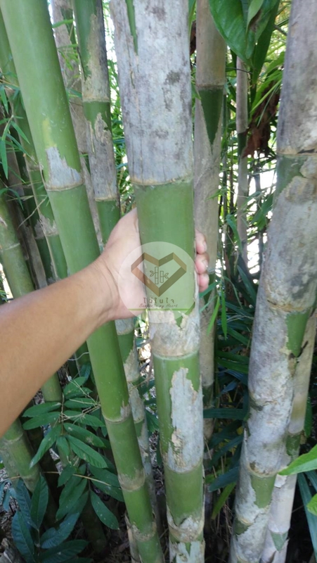 ไผ่รวกดำ (Black Rauk Bamboo)