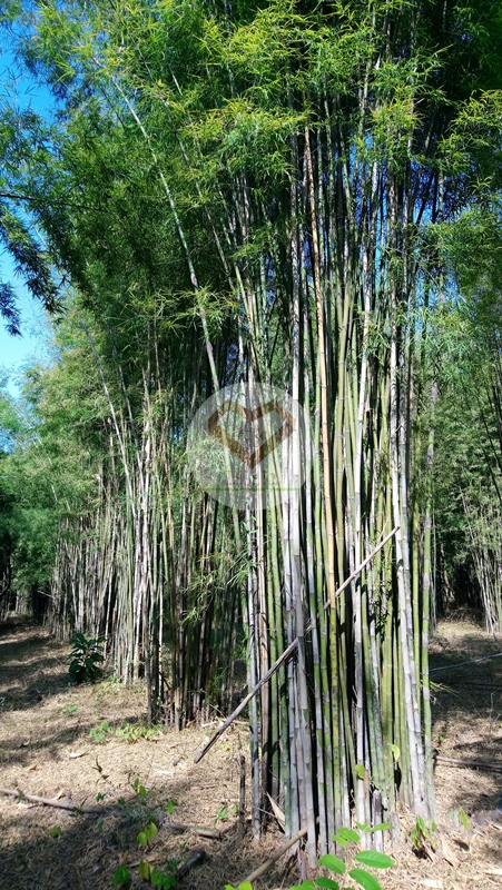 ไผ่รวก (Rauk Bamboo) 