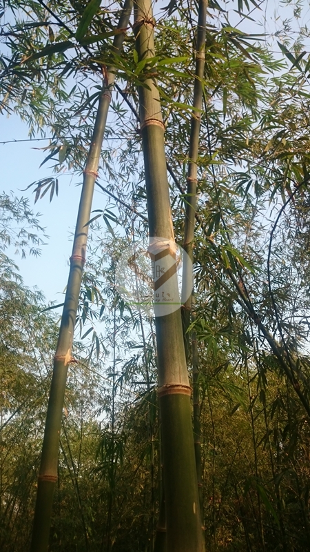 ไผ่ด้ามไม้กวาด