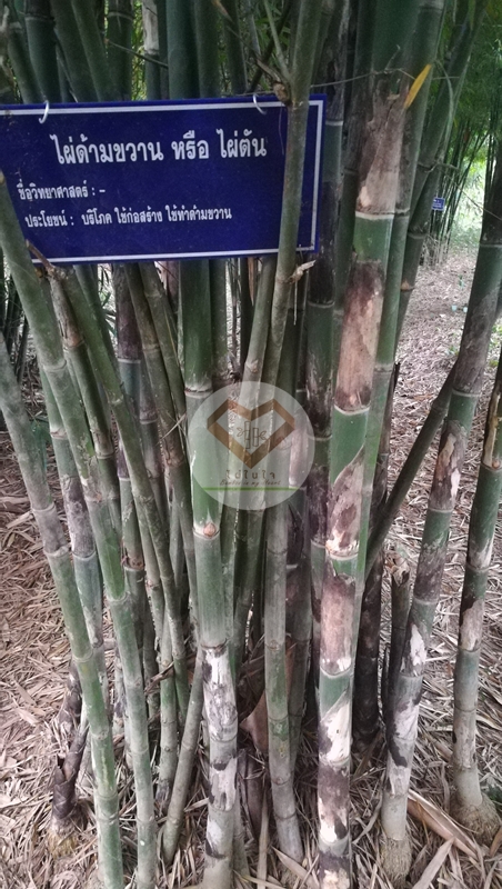ไผ่ด้ามขวาน (Axe Handle Bamboo)